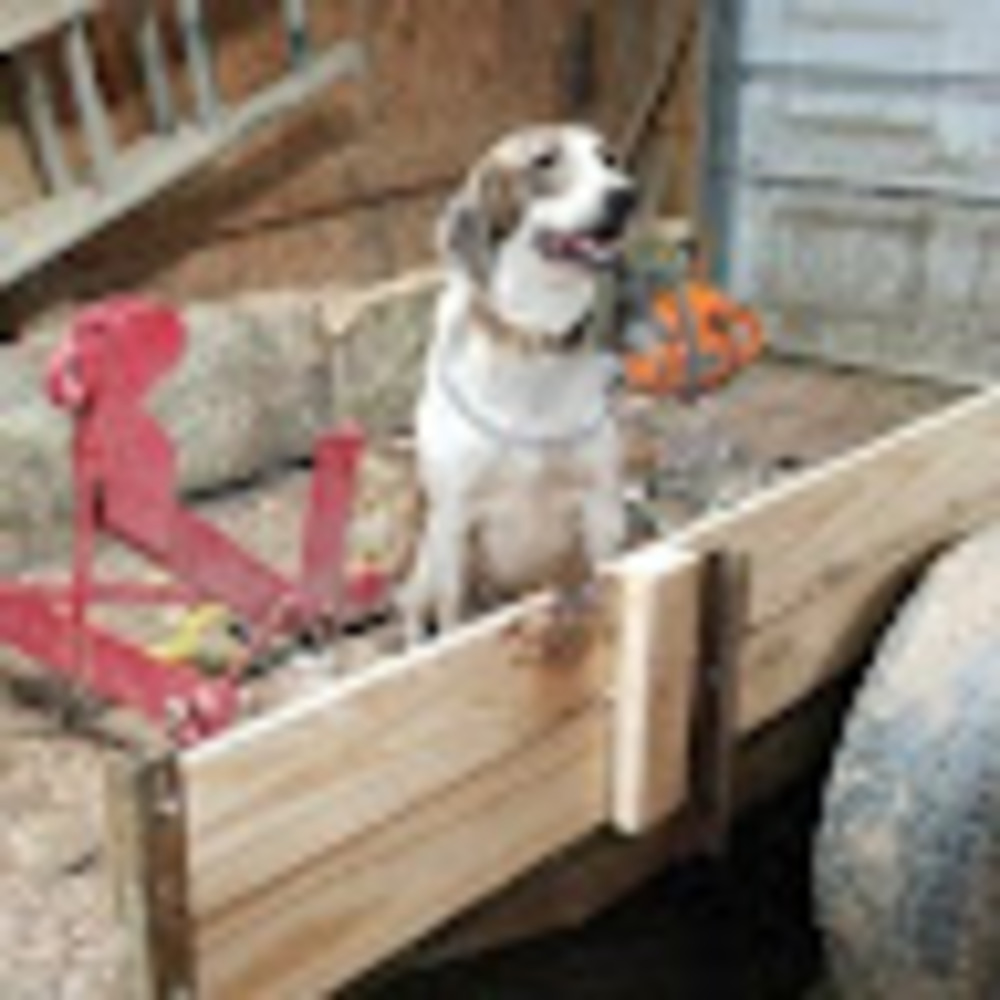 Meet your Posher, Joey